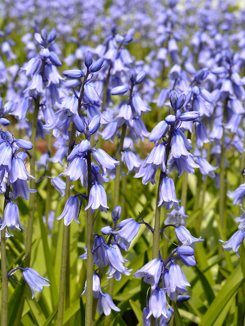 Spansk klockhyacint Excelsior Blue | DutchGrown™