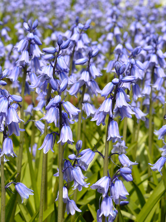 Spansk klockhyacint Excelsior Blue | DutchGrown™
