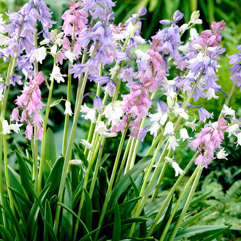 Hyacinthoides (Klockhyacint) Spansk klockhyacint Mix | Blomsterlökar från DutchGrown™
