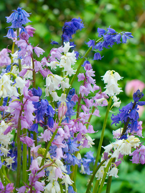 Spansk klockhyacint Mix | Blomsterlökar från DutchGrown™