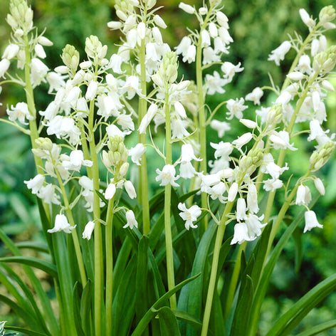 Spansk klockhyacint White City | Från Holland hos DutchGrown™