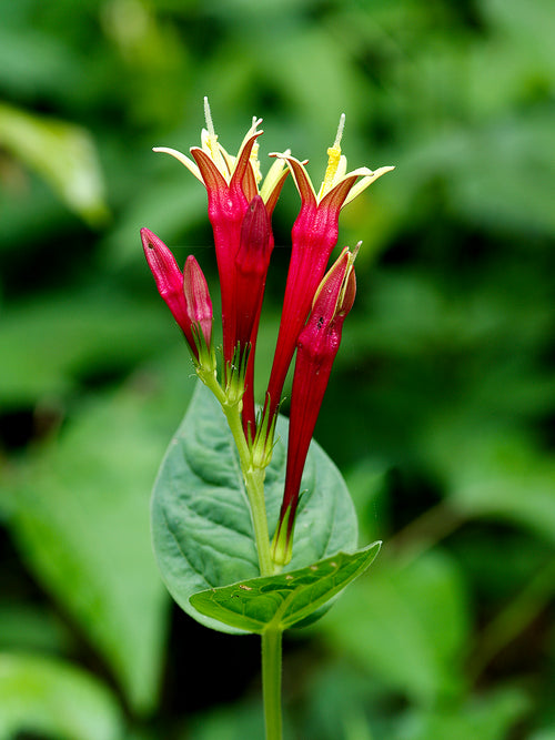 Spigelia marilandica 'Little Redhead' barrot för plantering på våren