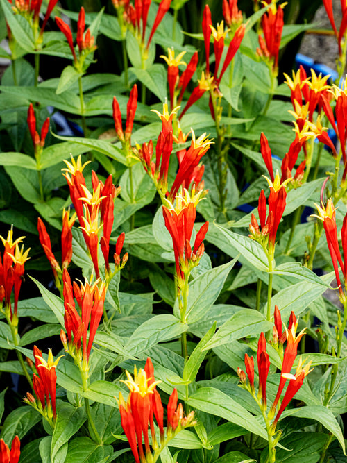 Spigelia marilandica 'Little Redhead' perenn för sol och halvskugga