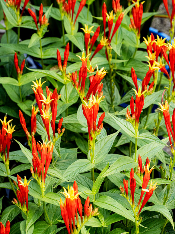 Spigelia marilandica 'Little Redhead' perenn för sol och halvskugga