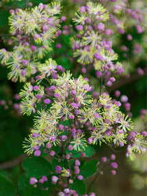 Thalictrum Anne (Ruta)