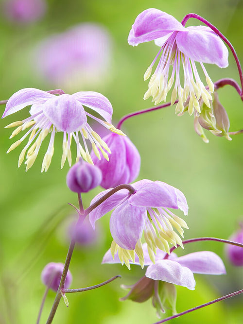 Thalictrum Delavayi (Ruta)