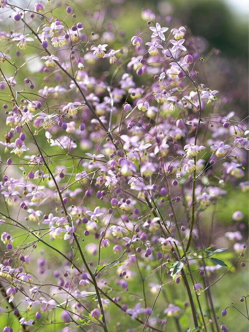 Thalictrum Delavayi (Ruta) barrotsplantor av högsta kvalitet!