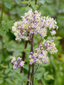 Thalictrum Elin (Ruta)