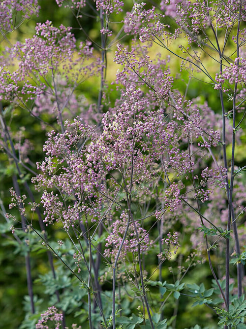 Thalictrum Elin (Ruta) barrotsplantor av högsta kvalitet!
