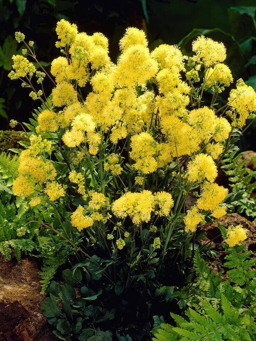 Thalictrum Flavum (Ruta) barrotsplantor av högsta kvalitet!