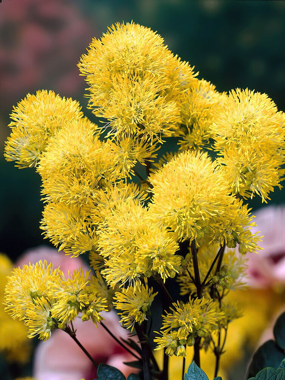 Köp Thalictrum Flavum (Ruta)