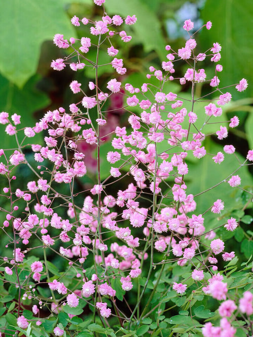 Thalictrum Hewitts Double (Ruta)