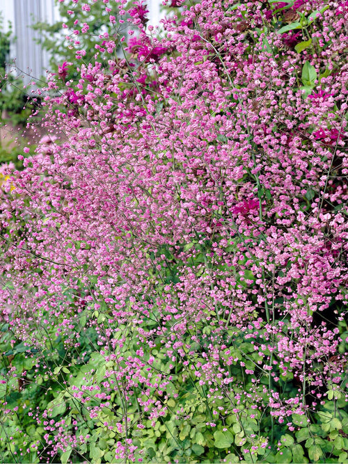 Thalictrum Hewitts Double (Ruta) av högsta kvalitet