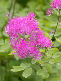 Thalictrum Thundercloud (Ruta)
