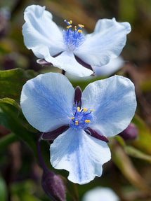 Tremastarblomma Merlot Clusters