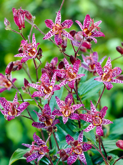Skugglilja Makropoda | DutchGrown™ Sverige