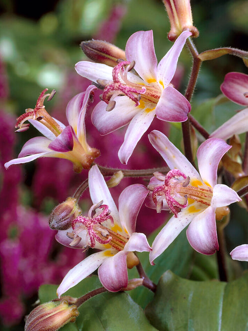 Skugglilja Taiwan Adbane