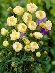 Trollius Cheddar (Smörboll)