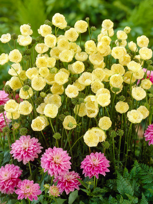 Trollius 'Cheddar' i blom