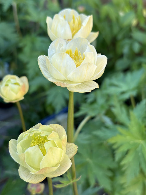 Smörgula blommor på Trollius 'Cheddar'