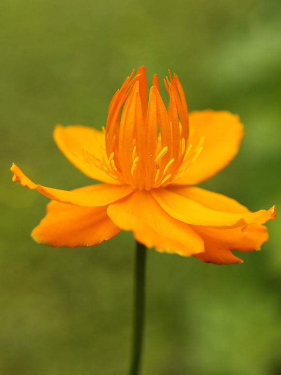 Trollius 'Golden Queen' i blom