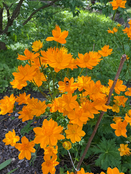 Gyllengul Trollius 'Golden Queen' i trädgården