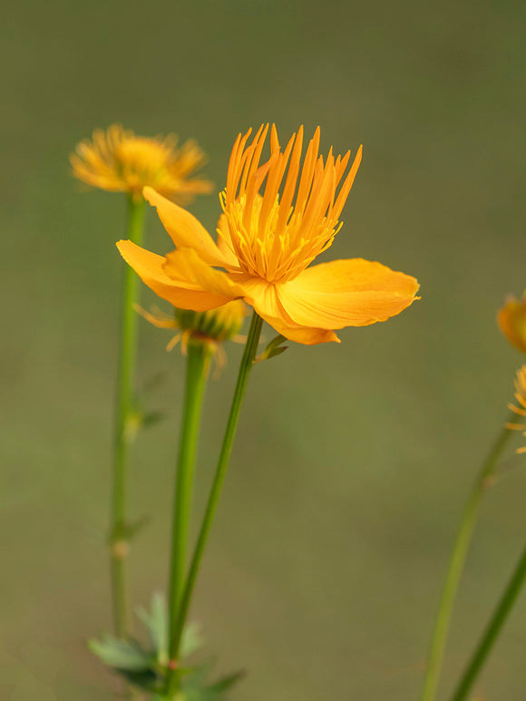 Stora gyllengula blommor på Trollius 'Golden Queen'