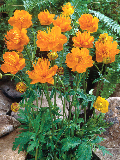 Trollius 'Golden Queen' med gyllengula blommor