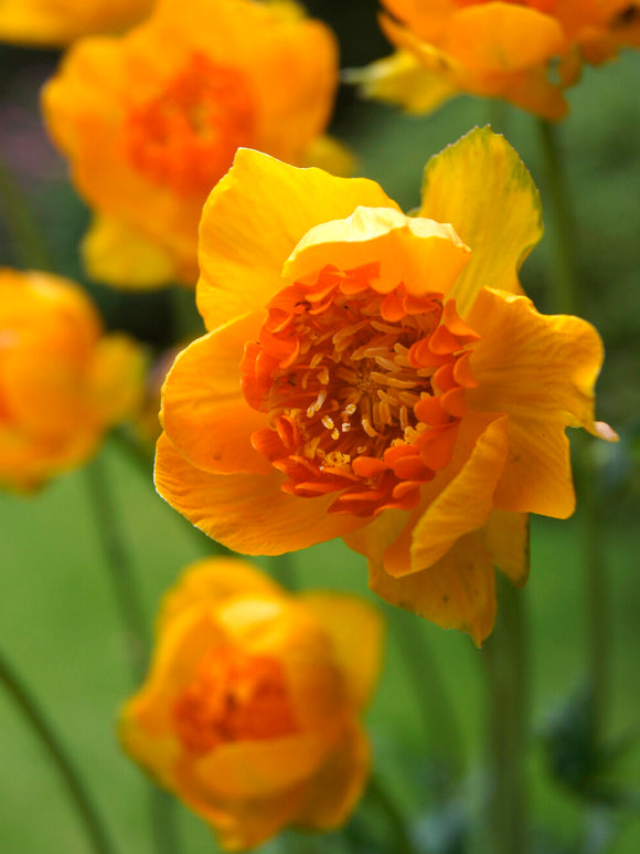Trollius 'Orange Crest' med orangegula blommor