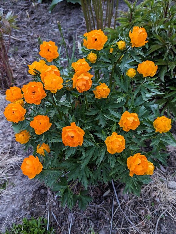 Trollius 'Orange Crest' i blom