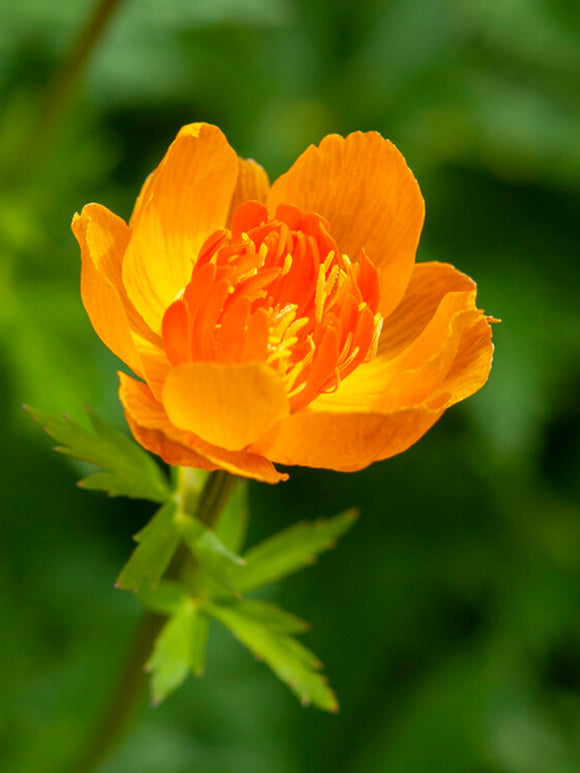 Orangegula blommor på Trollius 'Orange Crest'