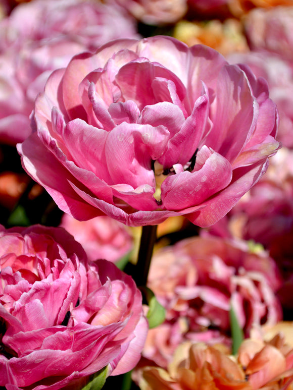 Köp Tulpan Amazing Grace | Blomsterlökar från DutchGrown™