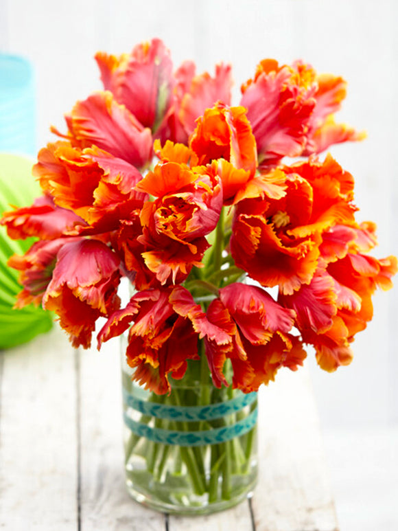 Tulpan Amazing Parrot | DutchGrown™ - Blomsterlökar från Holland
