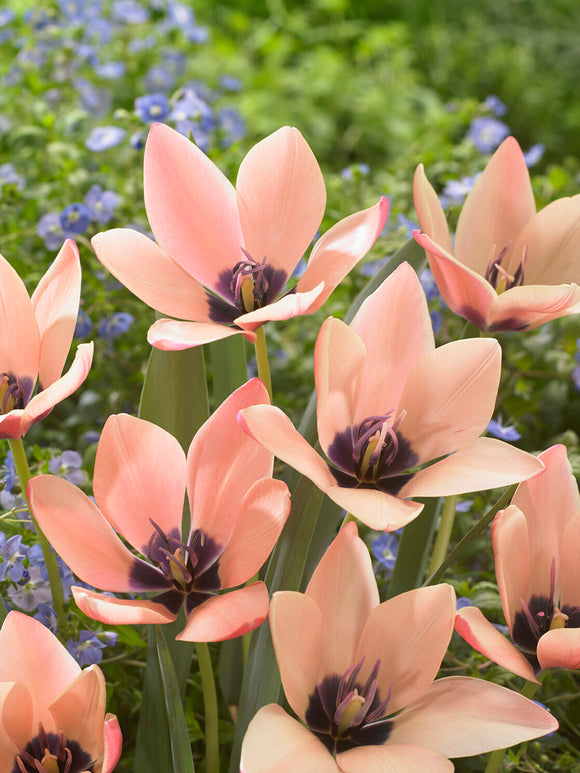 Små blommor Tulpan Annika