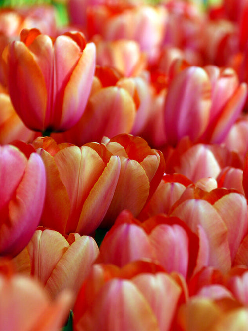 Tulpan Apricot Impression | Blomsterlökar från DutchGrown™Tulpan Apricot Impression | Blomsterlökar från DutchGrown™