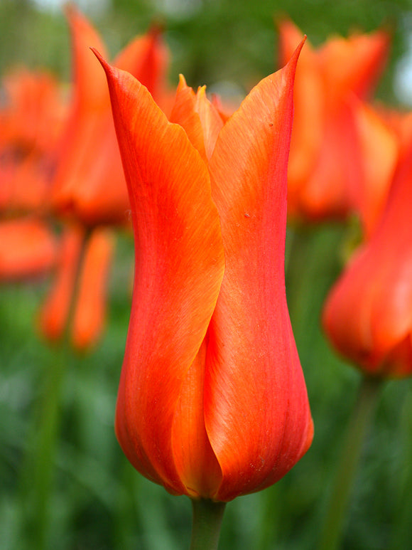 Köp Tulpan Ballerina | Från Holland hos DutchGrown™