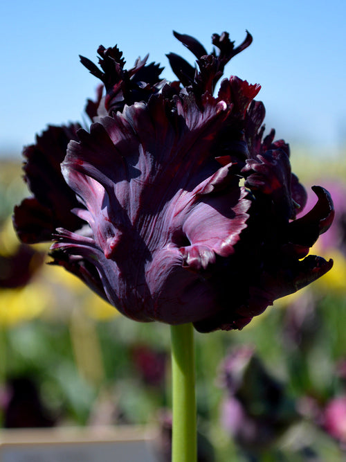 Tulpan Black Parrot från DutchGrown™