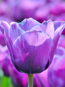 Tulpan Blue Aimable