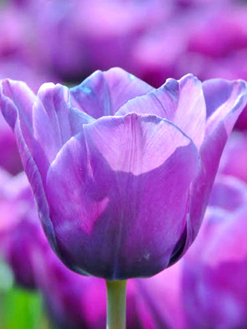 Tulpan Blue Aimable | Blomsterlökar från DutchGrown™