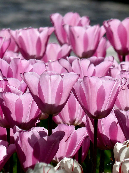 Tulpan Blue Aimable | Blomsterlökar från DutchGrown™