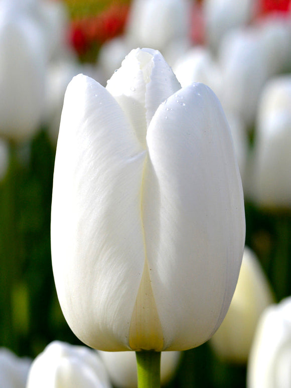 Köp Tulpan Clearwater | DutchGrown™ - Blomsterlökar från Holland