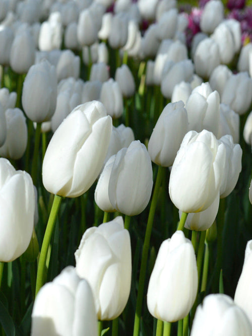 Tulpan Clearwater | DutchGrown™ - Blomsterlökar från Holland