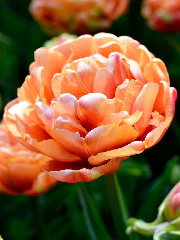 Tulpan Copper Image | Blomsterlökar från DutchGrown™
