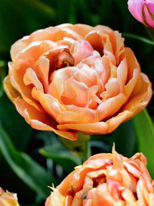 Tulpan Copper Image | DutchGrown™