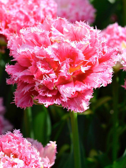 Tulpan Crispion Sweet | Köp Blomsterlökar från DutchGrown™