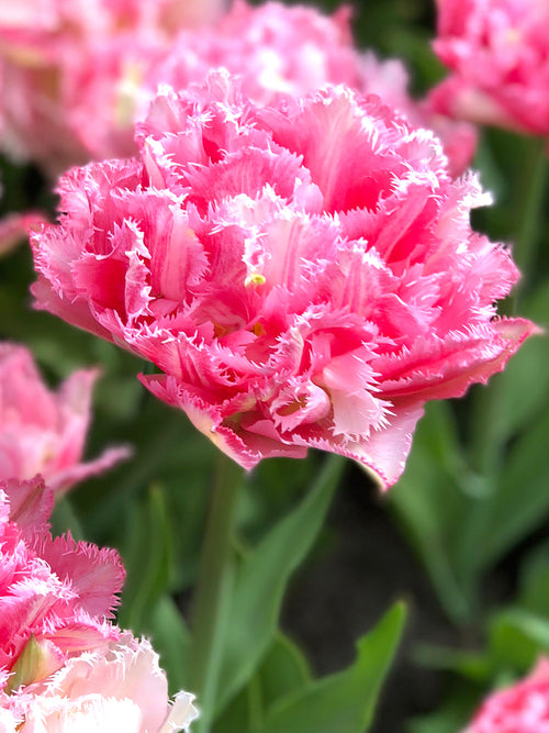 Tulpan Crispion Sweet | Blomsterlökar från DutchGrown™