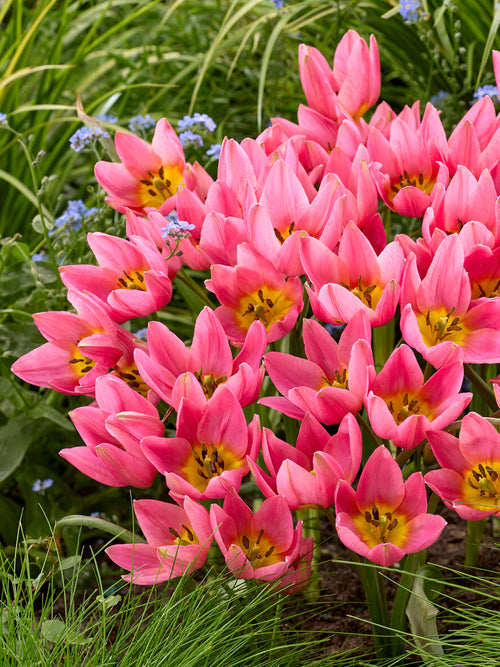 Tulpan ‘Daniella’ i vårblomning