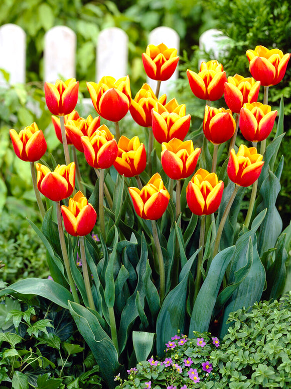 Tulpan Dow Jones | Blomsterlökar från DutchGrown™