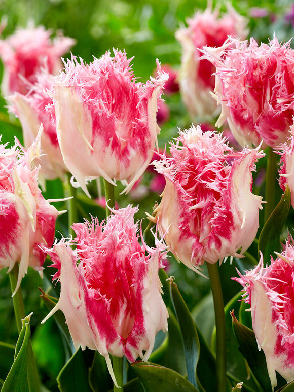 Tulpan Drakensteyn randiga blommor