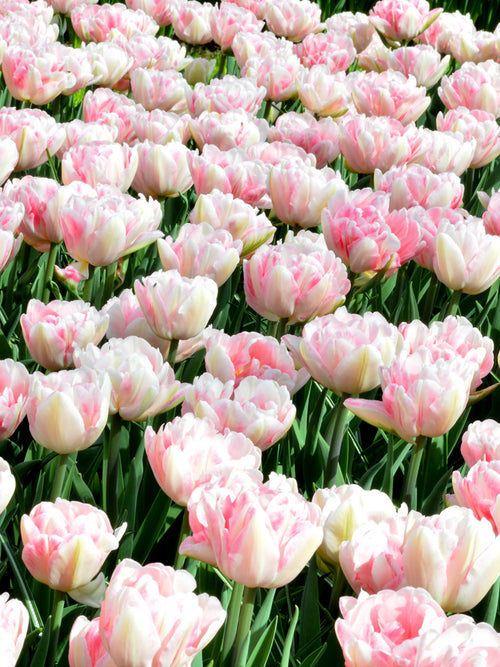 Köp Tulpan Foxtrot | Blomsterlökar från DutchGrown™